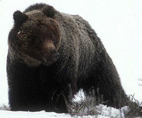 beargrizzly