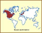 beaverworldhabitsmall