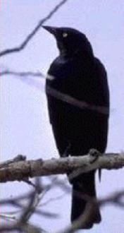 blackbird1