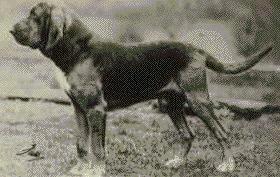 bloodhounddog1