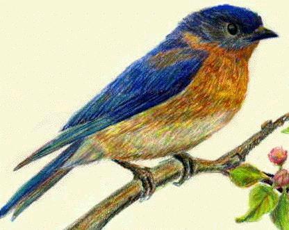 bluebirdbird1