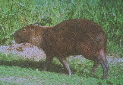 capybara1
