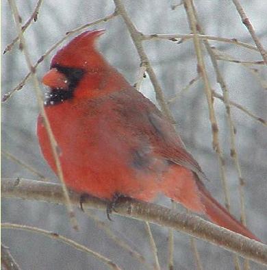 cardinalbird1