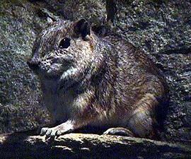 cavyrodent
