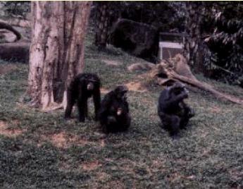 chimpanzeemonkey1