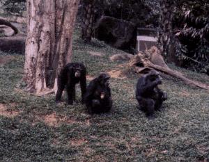 chimpanzeemonkey