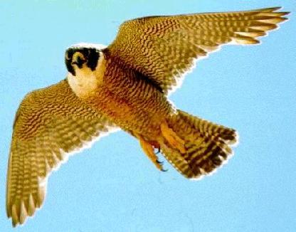 falconbird1