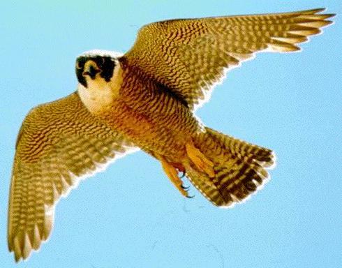 falconbird