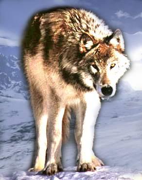 graywolffrontal