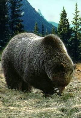grizzlybearforaging