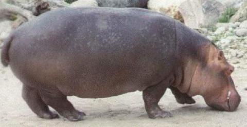 hippopotamus1
