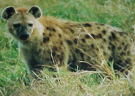 hyena-spotted