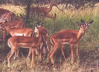 impalaantelope