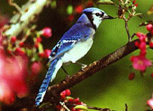 jay-bluebird
