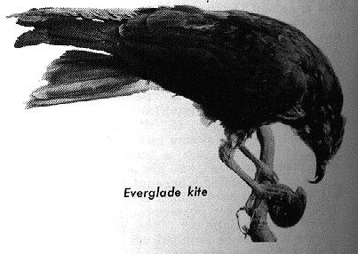 kite-evergladebird