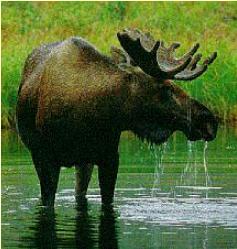 moose1