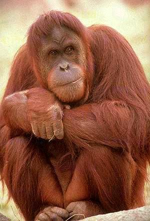 orangutanape1