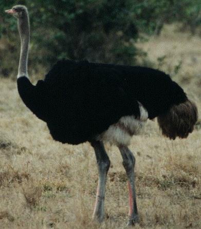 ostrichbird