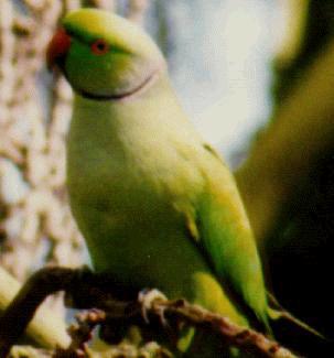 parakeetbird1