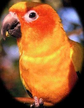 parrotbird1