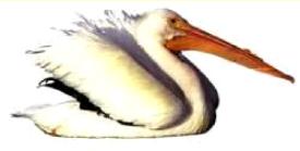 pelican1
