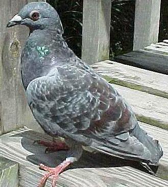 pigeonbird1