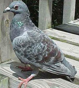 pigeonbird