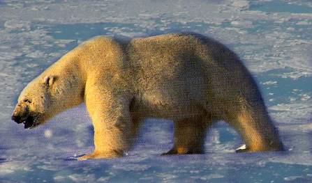 polarbearwalking