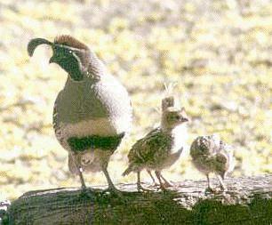quailbird