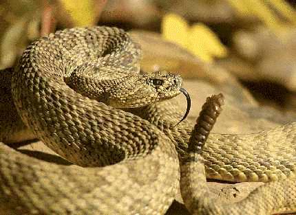 rattlesnakesnake