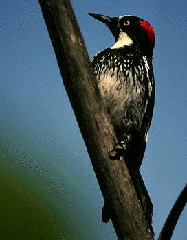 woodpeckeracornbird
