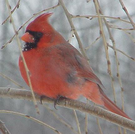 Cardinal Bird on Cardinal Bird