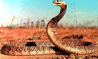 ... common Cobra of India and the Egyptian cobra are of