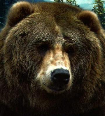 face of bear