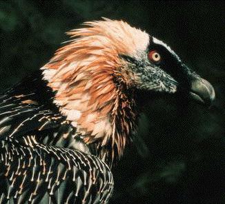 Old World vulture vulture bird
